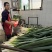 山东长白大葱承接批发加工电商商超餐饮社区团购按需求分拣打包