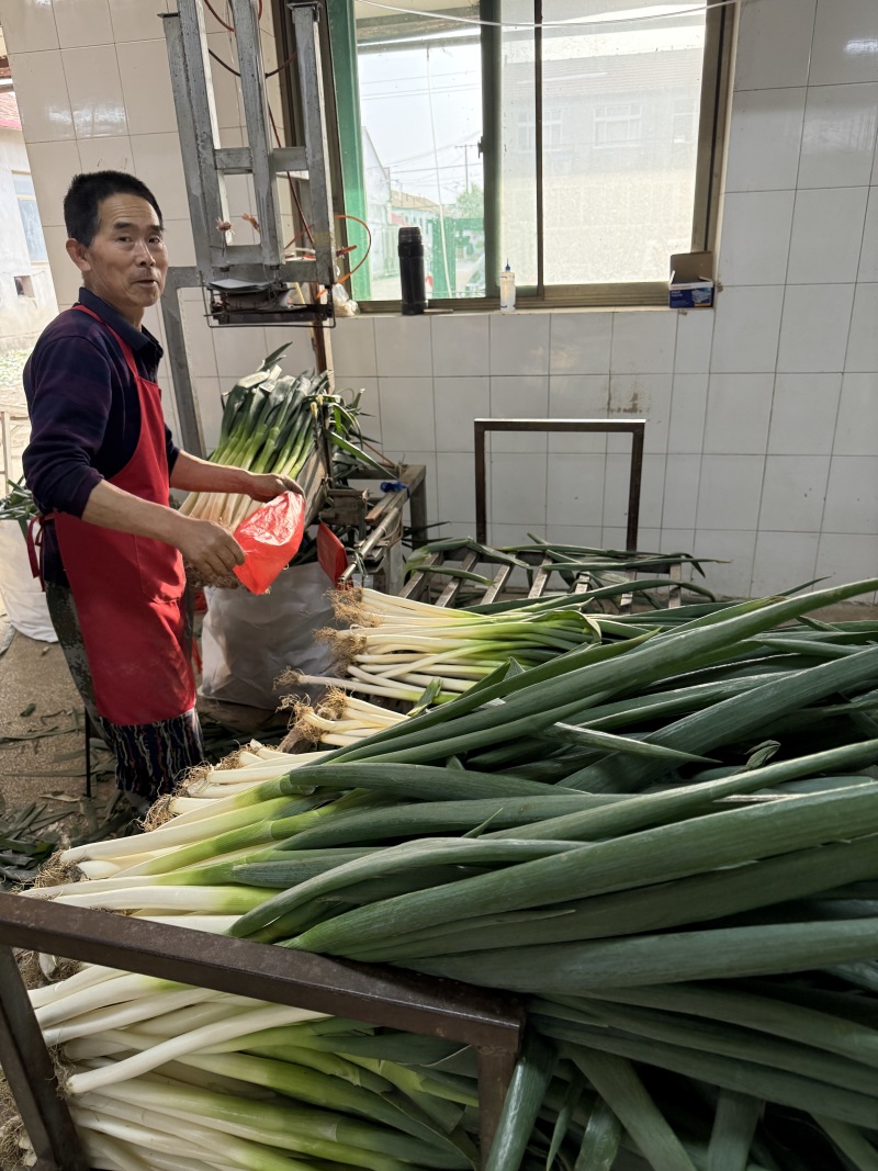 山东长白大葱承接批发加工电商商超餐饮社区团购按需求分拣打包