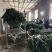 山东长白大葱承接批发加工电商商超餐饮社区团购按需求分拣打包