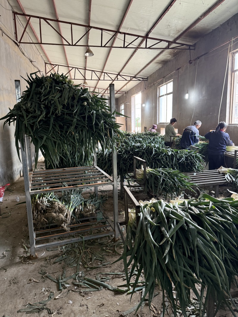 山东长白大葱承接批发加工电商商超餐饮社区团购按需求分拣打包