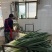 潍坊长白大葱葱白长条形好毛葱净葱都有扒皮剪叶打捆