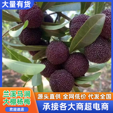 【好评超多】马涧大棚杨梅，酸甜可口，产地直发，现采现发