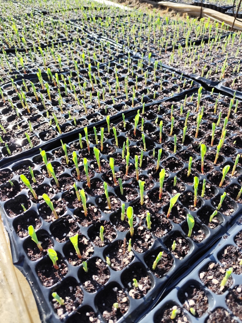 云南昆明晋宁区自家种植基地玉米苗货量充足可批发