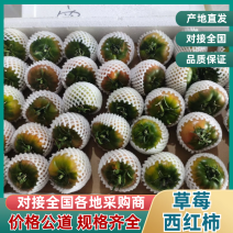 西红柿草莓西红柿寿光精品草莓西红柿口感西红柿