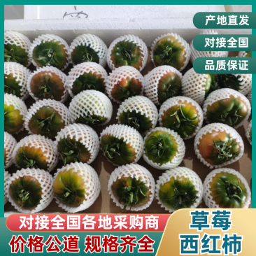 西红柿草莓西红柿寿光精品草莓西红柿口感西红柿
