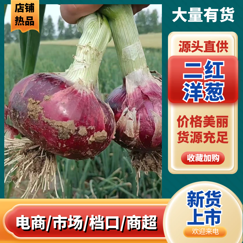 安微淮南二红洋葱，己大量有货，质量有保证。