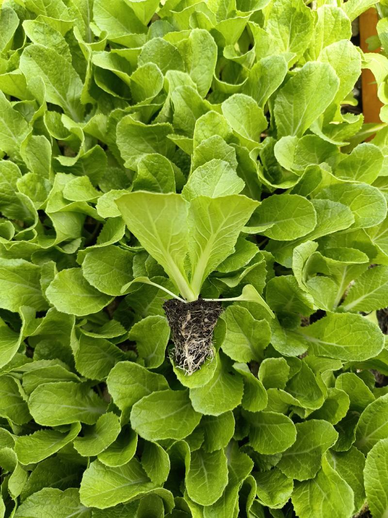 精心培育云南昆明大白菜苗货品质量高产地直销可批发