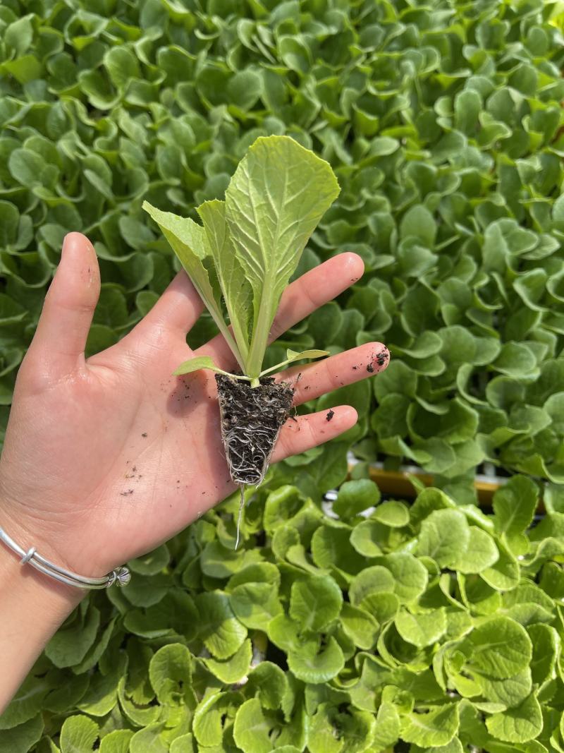 精心培育云南昆明大白菜苗货品质量高产地直销可批发