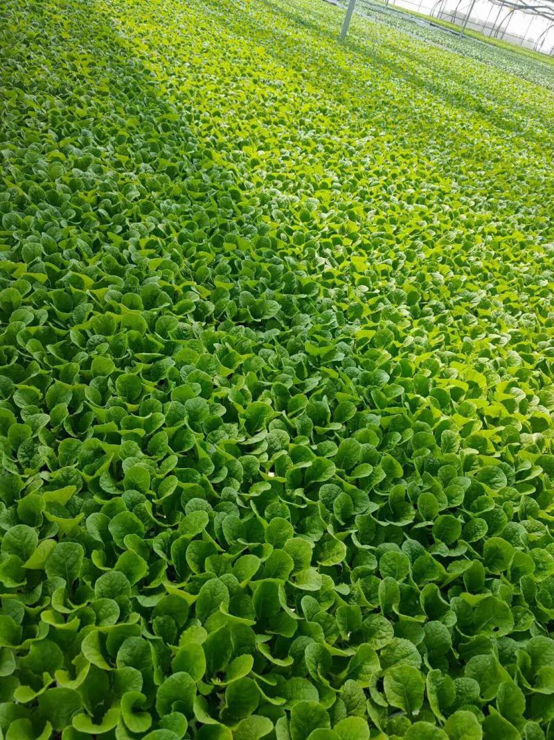 精心培育云南昆明大白菜苗货品质量高产地直销可批发