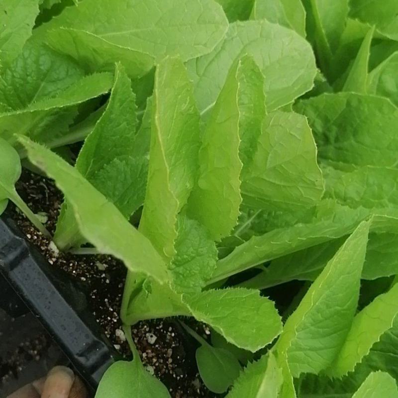 精心培育云南昆明大白菜苗货品质量高产地直销可批发