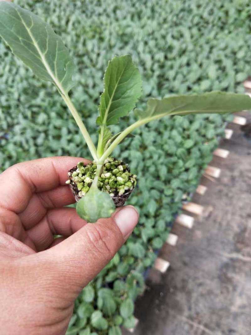 云南昆明自家产地出产牛心甘蓝苗量大价优存活率高