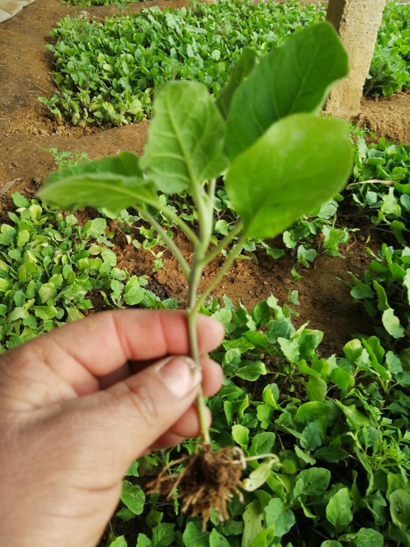 云南昆明产地直发茄子苗保活率高量大可走批发