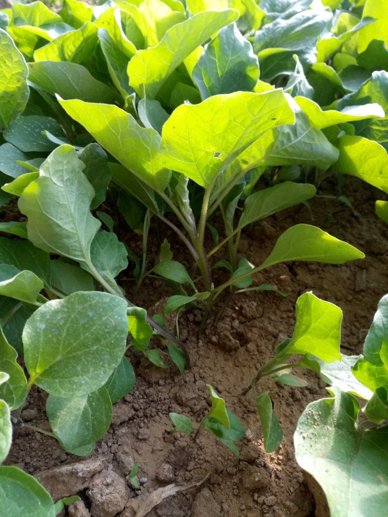 云南昆明产地直发茄子苗保活率高量大可走批发