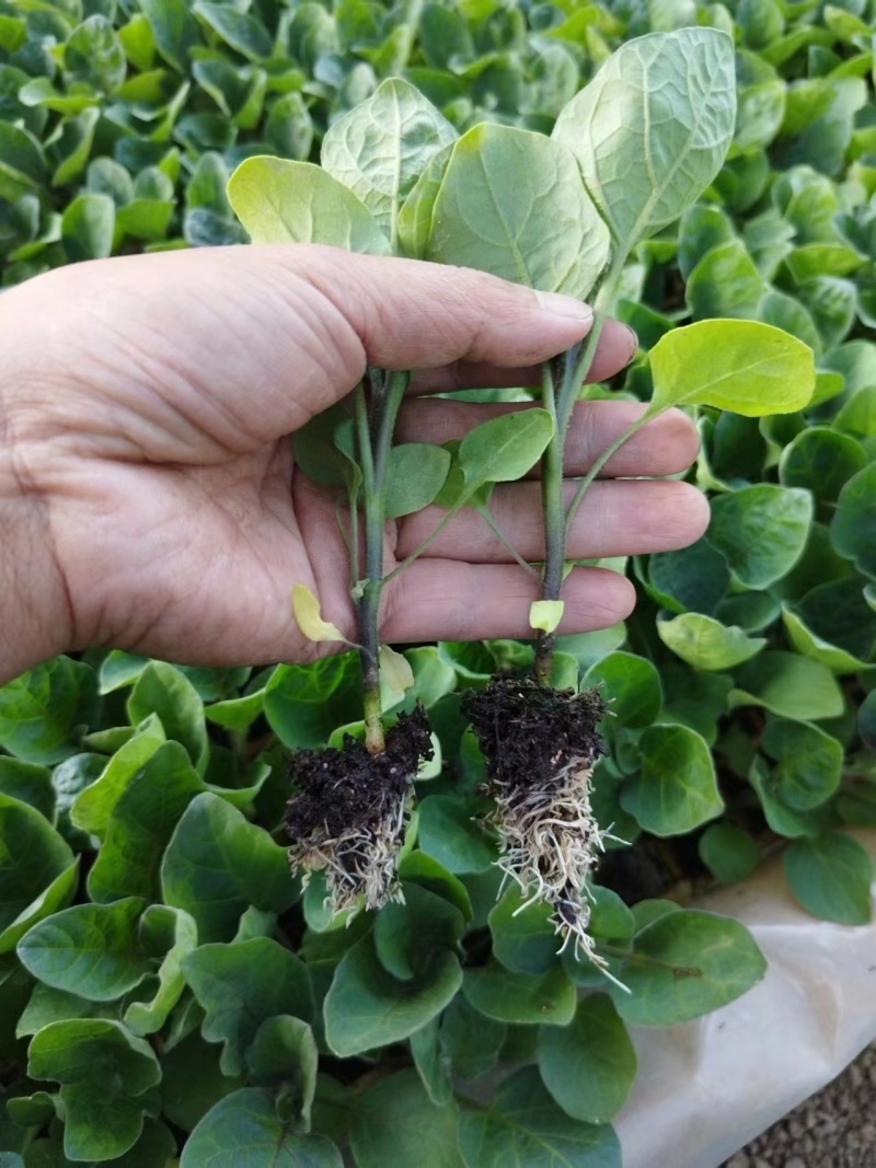 云南昆明产地直发茄子苗保活率高量大可走批发