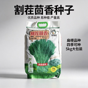 割茬茴香种子四季播农家高产大包装小茴香籽菜园春夏耐热蔬菜