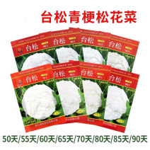 台松青梗松花菜种子50天花菜种子松花菜花椰菜白花菜种耐热
