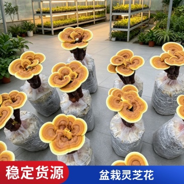 山东冠县产地灵芝菌包批发赤芝黑芝鹿角芝活体菌种