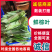 粽叶，野生鲜粽叶，箬叶8公分以上的。