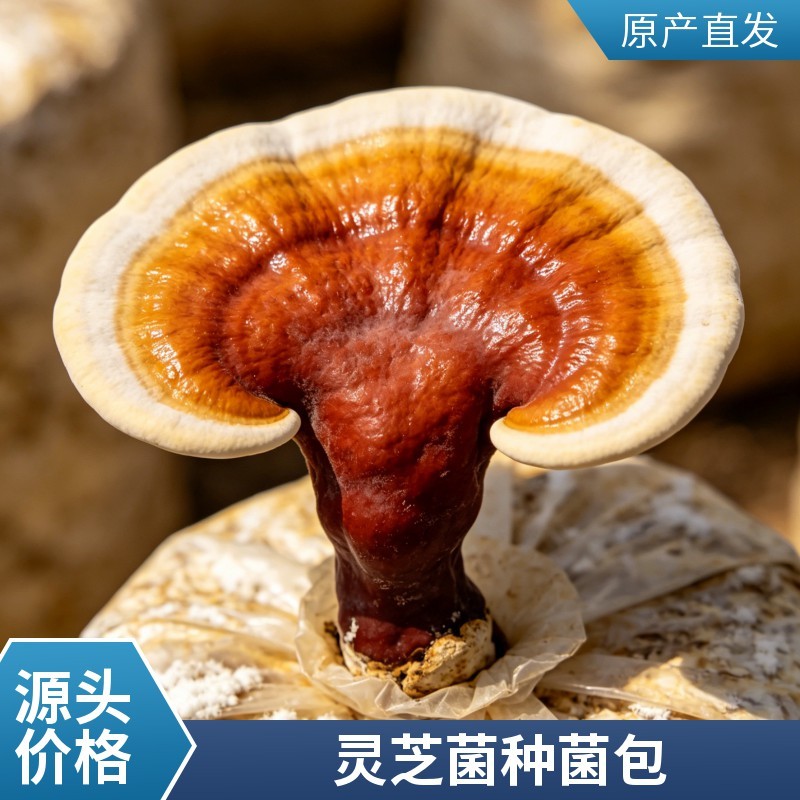 源头工厂灵芝菌包高产易活可食用观赏盆栽盆景种植包