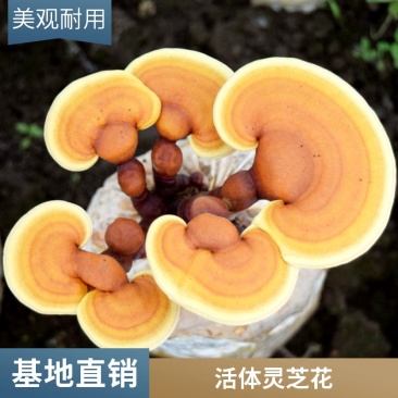 厂家直销袋料灵芝菌种家庭种植活体灵芝菌棒技术指导