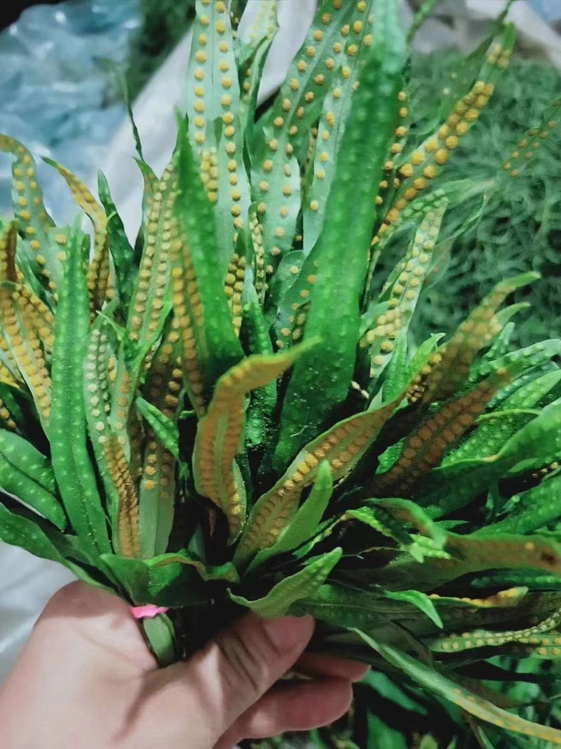 长白山本地肾精茶真肾精茶