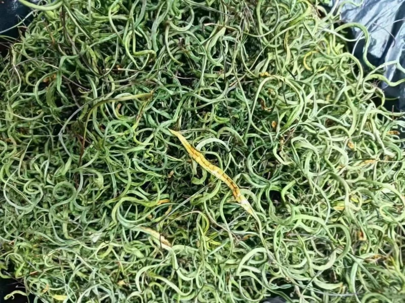 长白山本地肾精茶真肾精茶