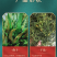 长白山本地肾精茶真肾精茶