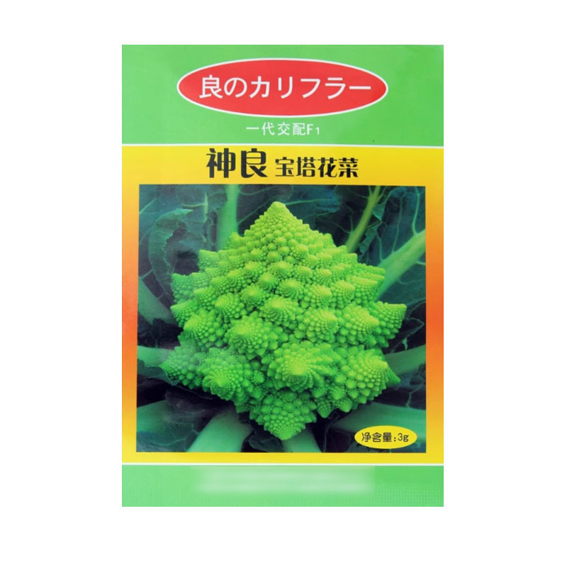 绿宝塔菜种子中晚熟耐寒抗病花椰菜螺丝菜种大田基地型