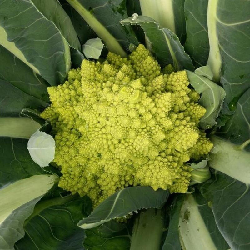 绿宝塔菜种子中晚熟耐寒抗病花椰菜螺丝菜种大田基地型