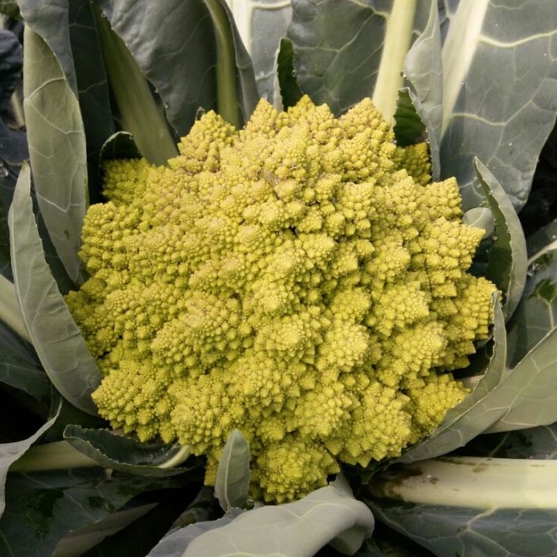绿宝塔菜种子中晚熟耐寒抗病花椰菜螺丝菜种大田基地型