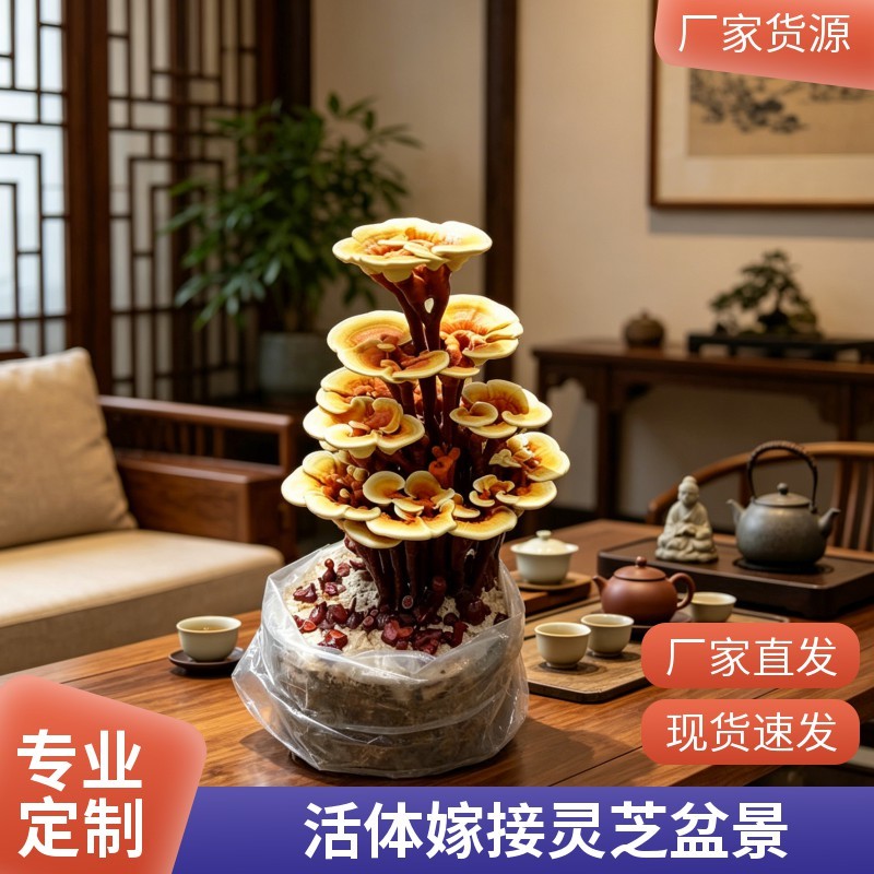 易种植灵芝菌包活体赤芝菌种家庭阳台盆栽可食用可观赏