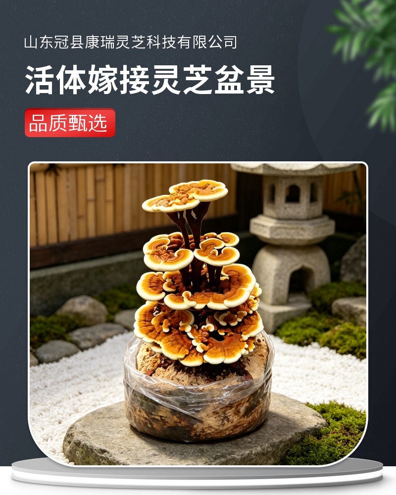 趣味灵芝盆景菌包活体菌种可长大可食用送种植教程