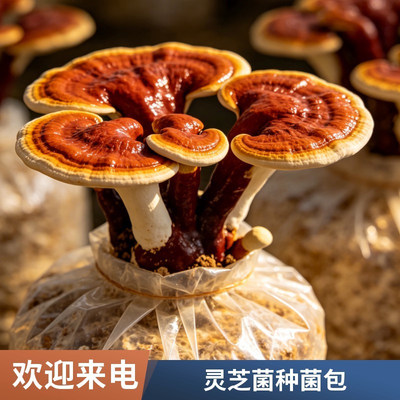 趣味灵芝盆景菌包活体菌种可长大可食用送种植教程