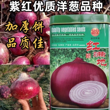 红满地洋葱种子中早熟紫红高产洋葱种籽半高桩抗病洋葱种籽