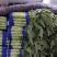 红尖叶莴笋山东莴苣，大量现货供应，诚信经营，电联价格可谈