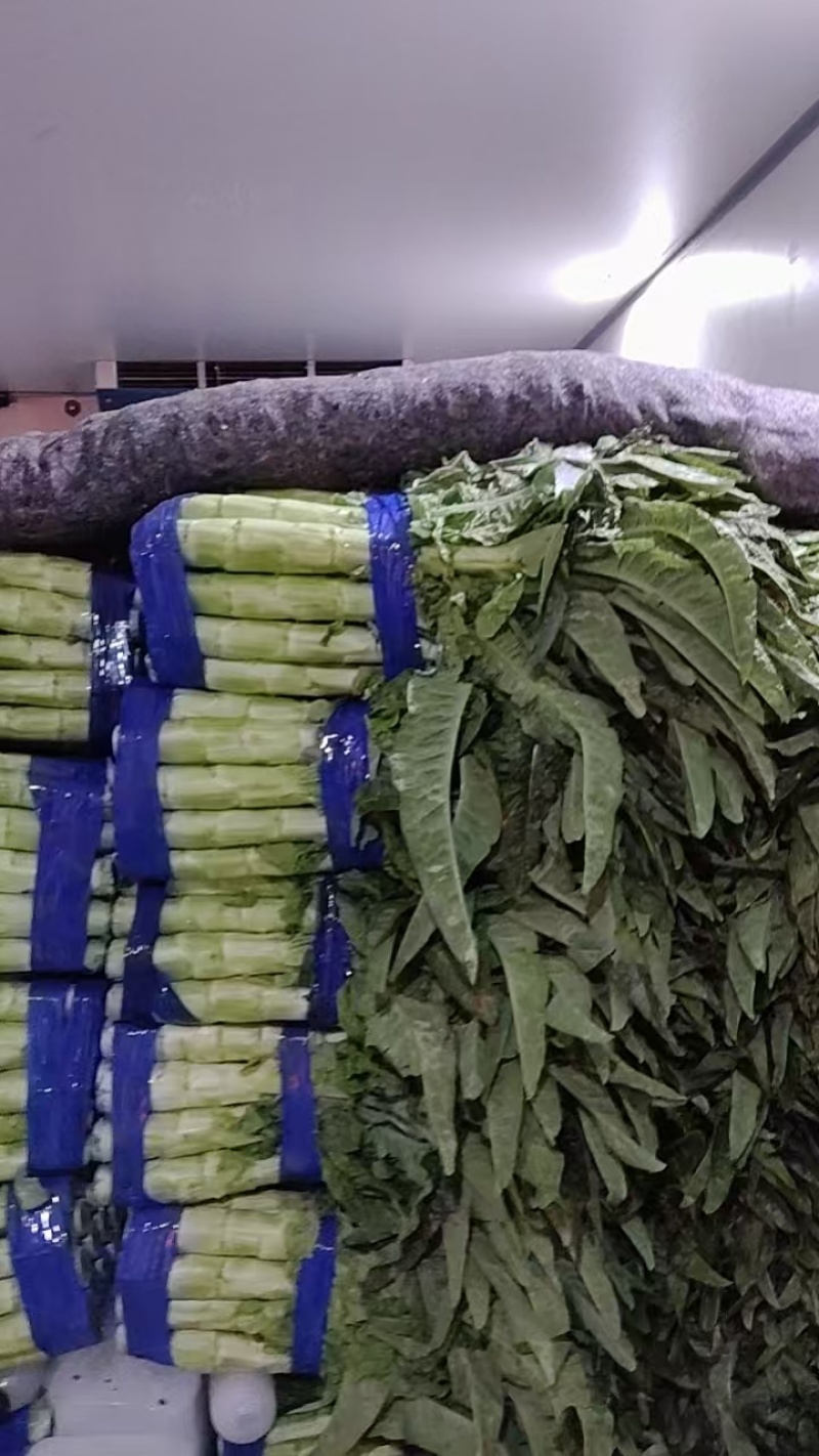 红尖叶莴笋山东莴苣，大量现货供应，诚信经营，电联价格可谈