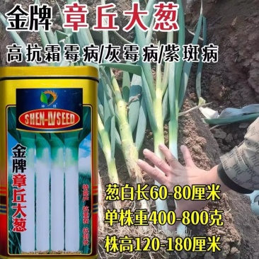 金牌章丘大葱种子高产抗重茬高白抗病长白大葱种子春秋季播种