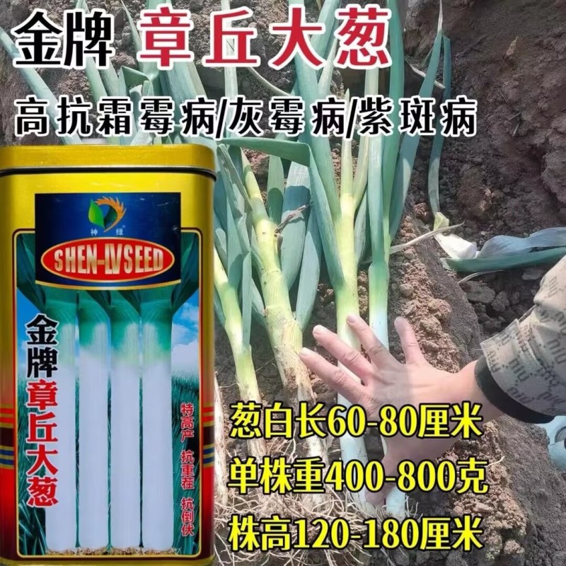金牌章丘大葱种子高产抗重茬高白抗病长白大葱种子春秋季播种