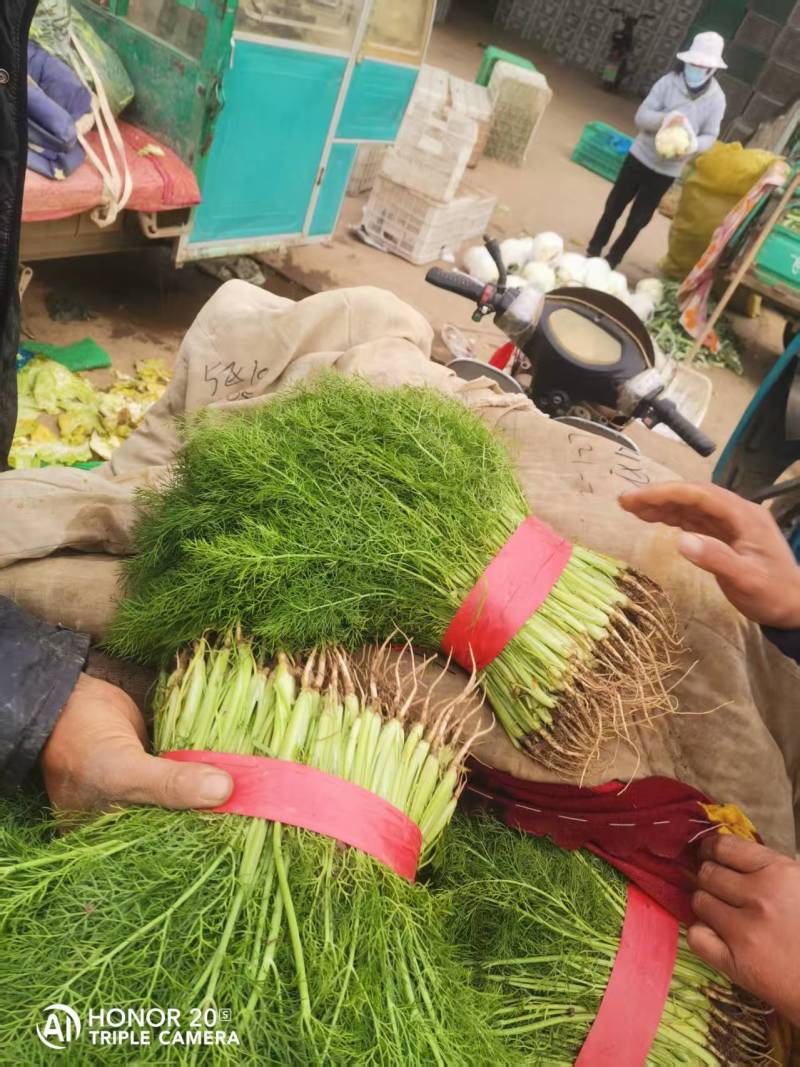 【精品】茴香产地直发价格美丽量大从优欢迎全国老板洽谈