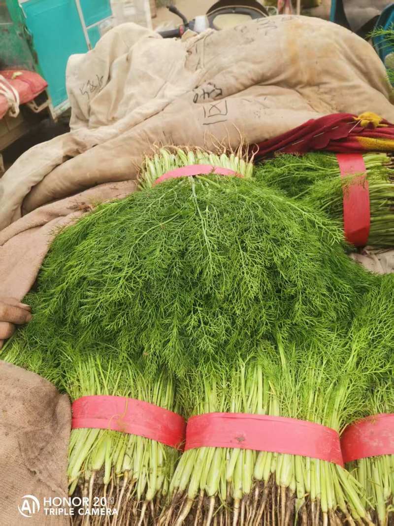 【精品】茴香产地直发价格美丽量大从优欢迎全国老板洽谈
