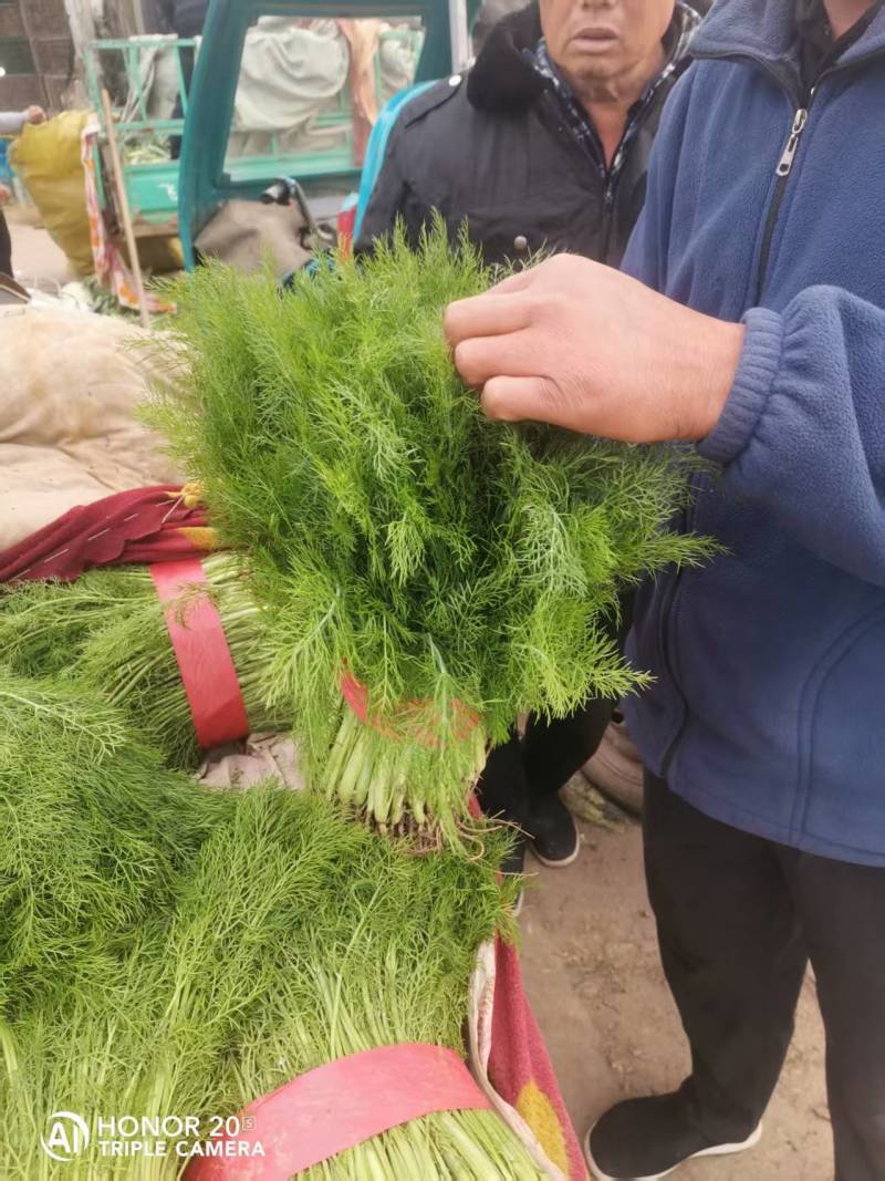 【精品】茴香产地直发价格美丽量大从优欢迎全国老板洽谈