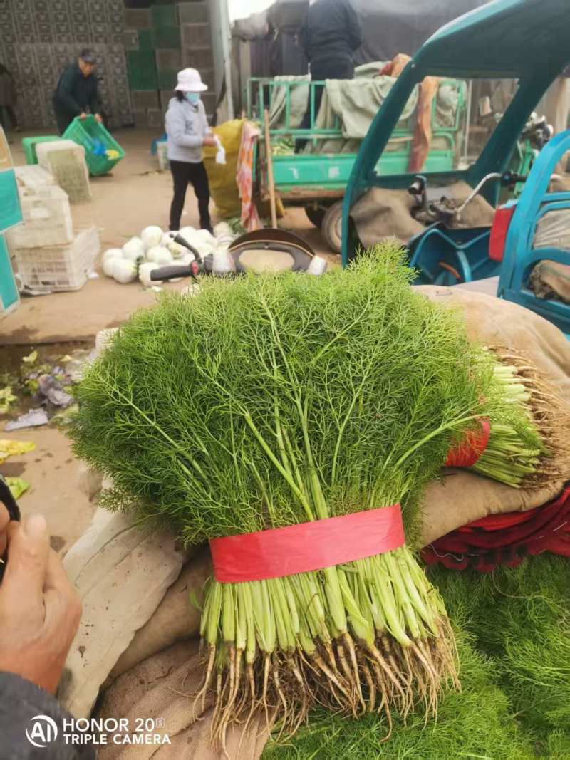 【精品】茴香产地直发价格美丽量大从优欢迎全国老板洽谈