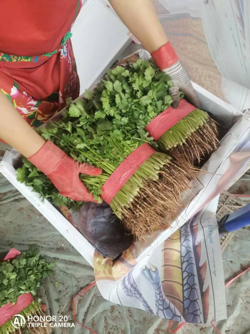 【精品】香菜产地直发价格美丽量大从优欢迎全国老板洽谈