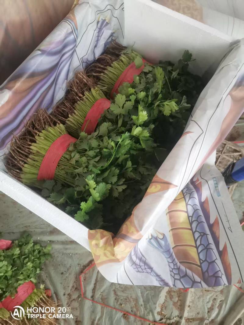 【精品】香菜产地直发价格美丽量大从优欢迎全国老板洽谈