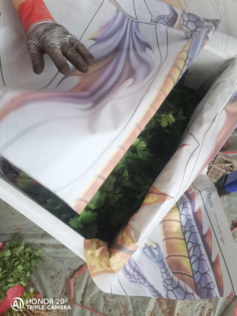 【精品】香菜产地直发价格美丽量大从优欢迎全国老板洽谈