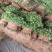 【精品】香菜产地直发价格美丽量大从优欢迎全国老板洽谈