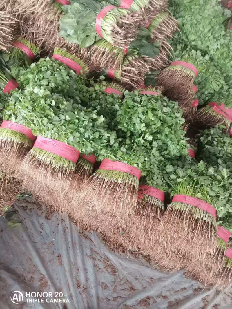 【精品】香菜产地直发价格美丽量大从优欢迎全国老板洽谈