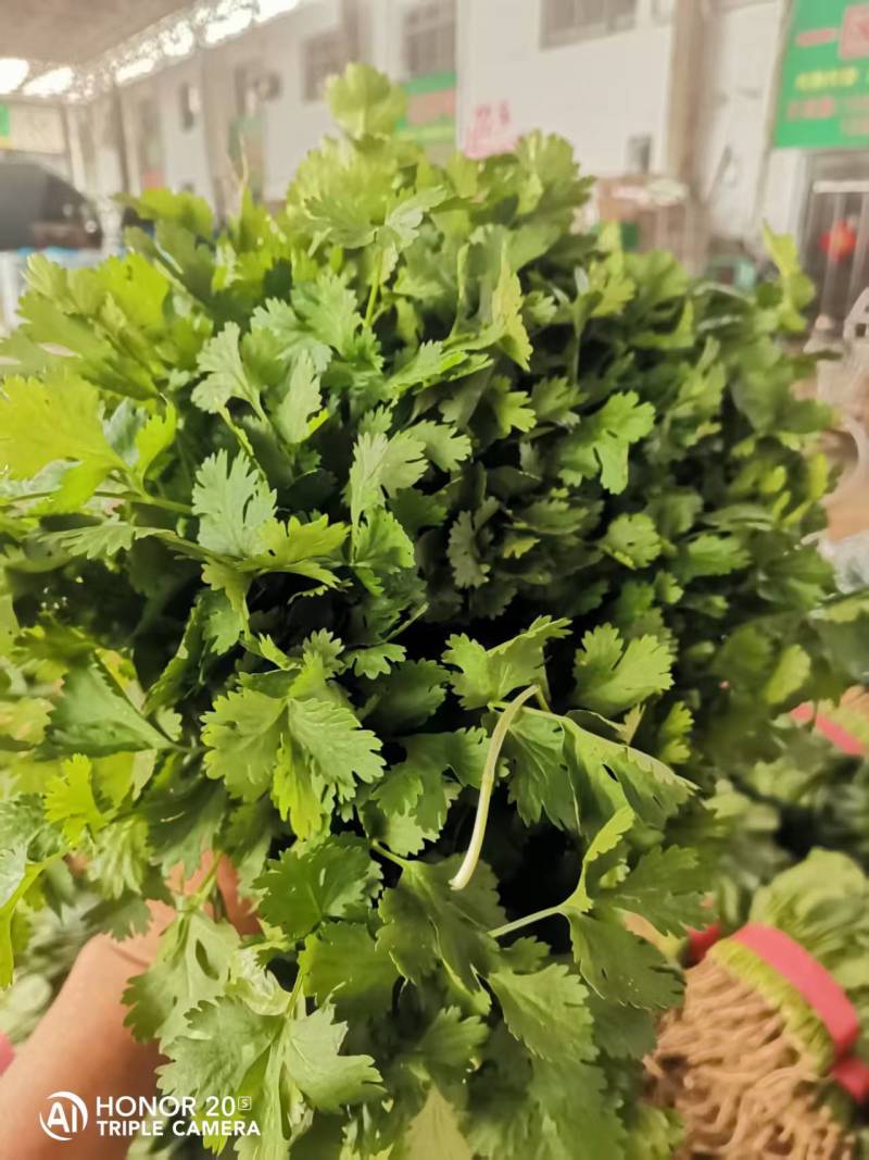 【精品】香菜产地直发价格美丽量大从优欢迎全国老板洽谈