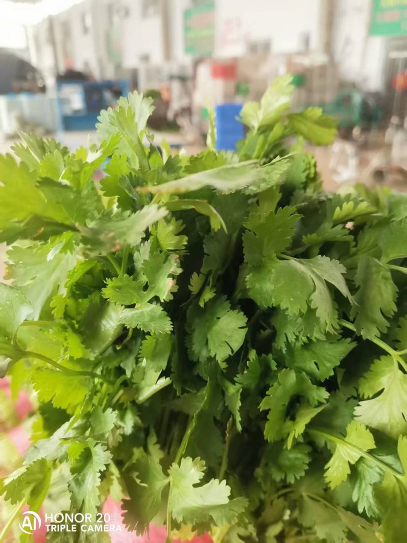 【精品】香菜产地直发价格美丽量大从优欢迎全国老板洽谈