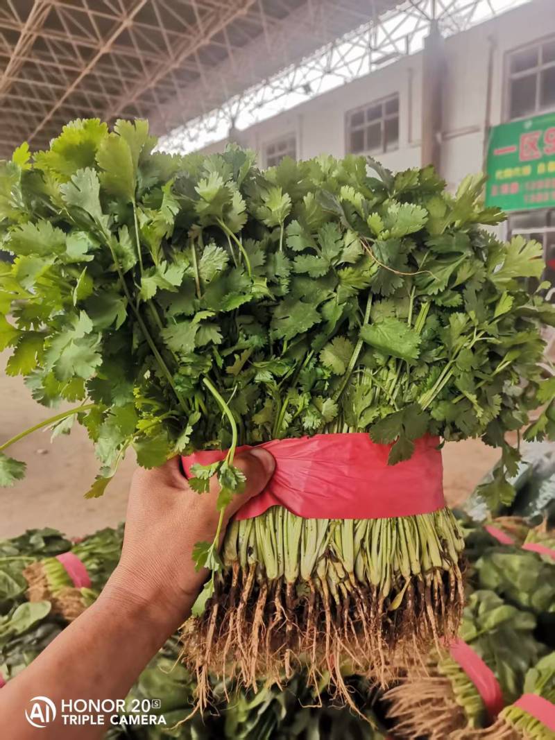 【精品】香菜产地直发价格美丽量大从优欢迎全国老板洽谈